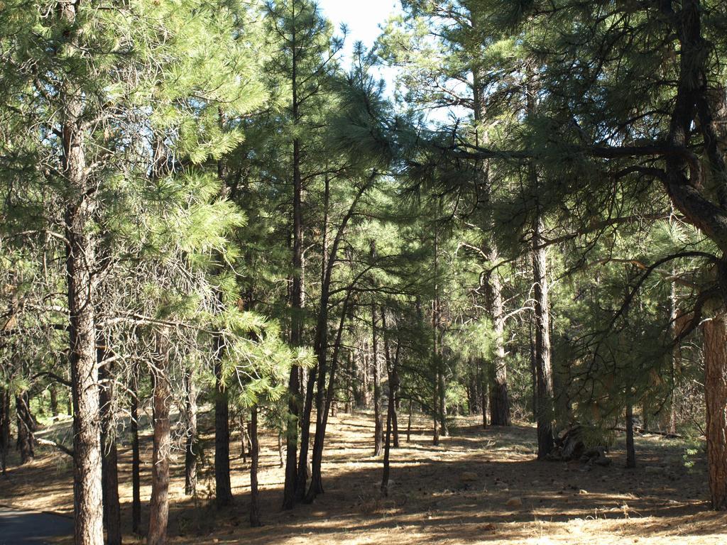 Whispering Pines Inn Flagstaff Exterior photo
